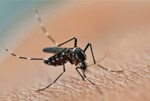 Cum scap de infestarile cu insecte?